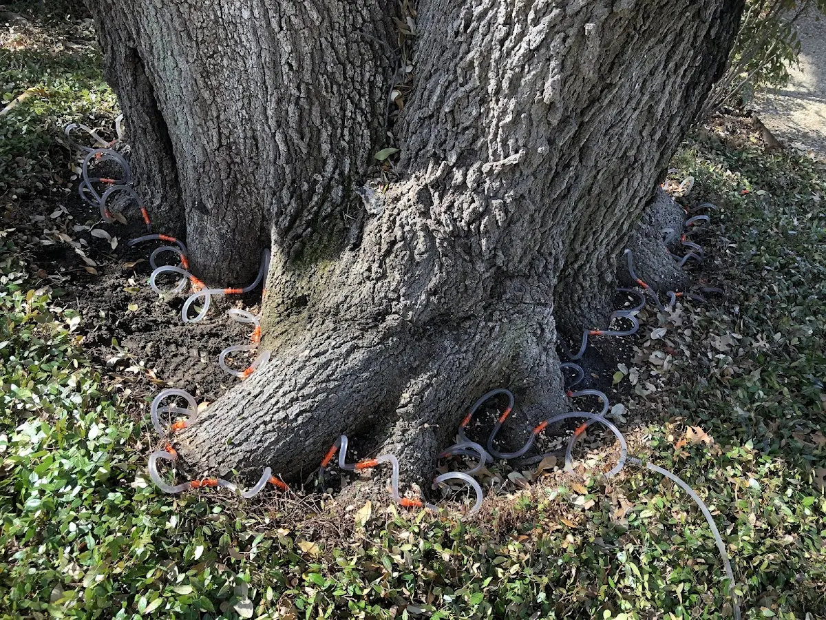 Detailed Tree Cabling and Bracing job site in Hardinsburg
